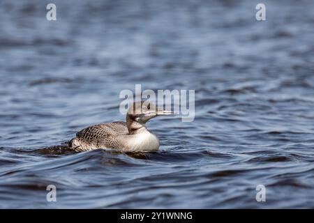 loon comune immaturo (Gavia immer) sul lago Mohawkskin in agosto, orizzontale Foto Stock