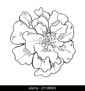 Illustrazione vettoriale della linea di fiori Marigold isolata su sfondo bianco. Ottobre, mese di nascita, fiori, schizzo a inchiostro nero. Illustrazione Vettoriale