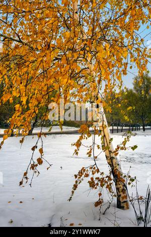 Betulla solitaria con fogliame di arancio in primo piano. Prima neve in ottobre. Foto Stock