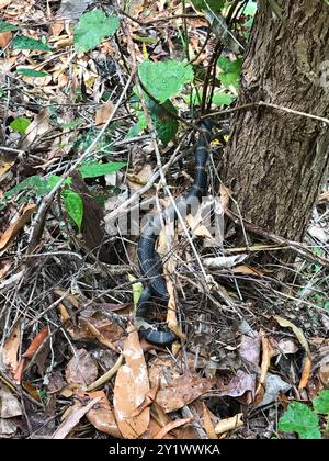 Stephens' Banded Snake (Hoplocephalus stephensii) Reptilia Foto Stock