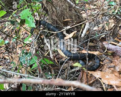 Stephens' Banded Snake (Hoplocephalus stephensii) Reptilia Foto Stock