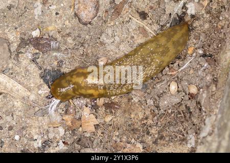 Green Cellar Slug (Limacus maculatus) Mollusca Foto Stock