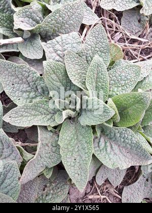 Piano di Comfrey caucasico (Symphytum caucasicum) Foto Stock