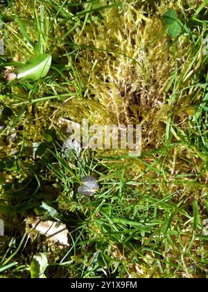 Piazza Moss Gooseneck (Rhytidiadelphus Square) Plantae Foto Stock