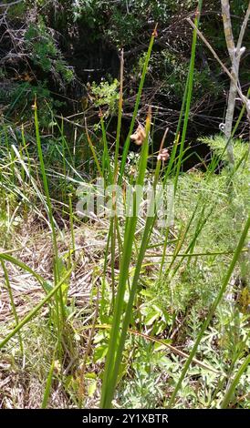 American Three-Square bulrush (Schoenoplectus americanus) Plantae Foto Stock