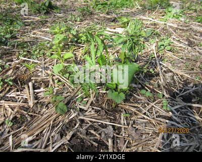 Kashubian Buttercups (Ranunculus cassubicus) Plantae Foto Stock