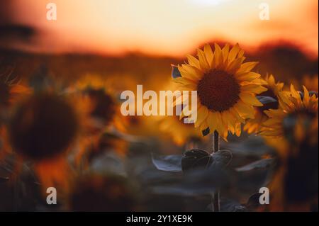 Un campo di girasoli in fiore è immerso nei caldi colori del tramonto. La luce dell'ora d'oro esalta la bellezza della scena, creando una pittoresca atmosfera Foto Stock