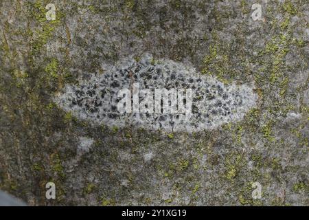 Asterisk Lichen (Arthonia radiata) funghi Foto Stock