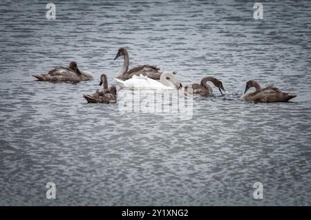 Un'immagine HDR estiva del bagno per una famiglia di cigni muti, Cygnus olor, su un lago a South Uist, Ebridi esterne, Scozia. 8 agosto 2024 Foto Stock