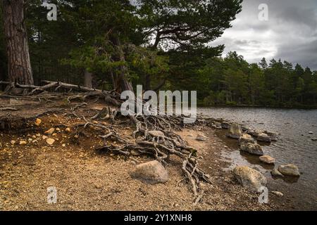 Un'immagine autunnale HDR delle radici di pino scozzese esposte, Pinus sylvestris, sulla riva del Loch an Eilean, Perthshire, Scozia. 3 settembre 2024 Foto Stock