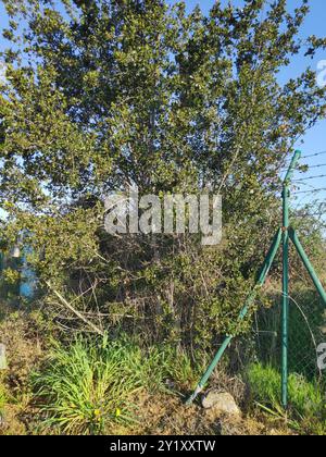 Spina dorsale mediterranea (Rhamnus alaternus) Plantae Foto Stock