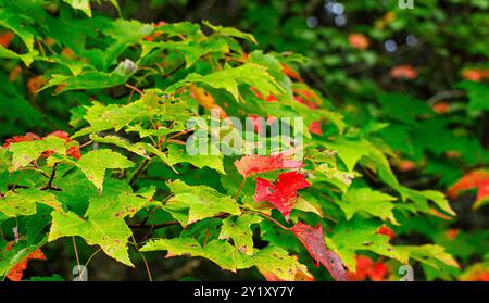 La specie di acero generico è l'emblema arboreo ufficiale del Canada. Ci sono più di 100 diverse specie di acero in tutto il mondo, Foto Stock