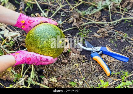 un contadino taglia un melone maturo, disteso su un letto. cresce il melone in giardino. rifilatura dello stelo di un melone. raccolta del melone Foto Stock