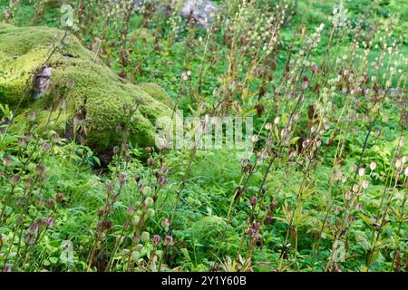 Pietra ricoperta di muschio nella foresta della Finlandia meridionale, agosto 2024 Foto Stock