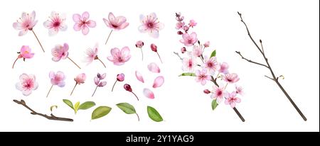 Sakura fiorita. Petali di fiori giapponesi, gemme e ramoscelli rosa primaverile, materiale di foglie naturali e graziose piante floreali giapponesi orientali. Fiori di ciliegio, elementi decorativi botanici. Set realistico isolato dal vettore Illustrazione Vettoriale