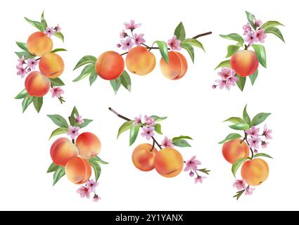 Pesca. Fiori di albicocca di frutta, elementi arancioni di nettarina per la stampa floreale estiva primaverile. Foglie tropicali nel giardino estivo. Rami con foglie e fiori. Cibo biologico. Illustrazione dell'acquerello vettoriale Illustrazione Vettoriale