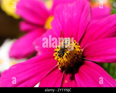 Macro di api selvatiche che si radunano sul fiore rosso di dahlia visto dall'alto Foto Stock