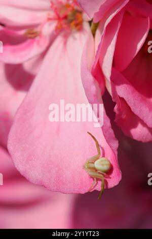 Macro di ragno di granchio bianco (Misumena vatia) su petalo rosa di fiore di geranio Foto Stock