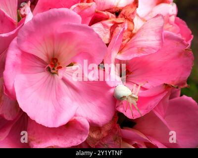 Macro di ragno di granchio bianco (Misumena vatia) su petalo rosa di fiore di geranio Foto Stock