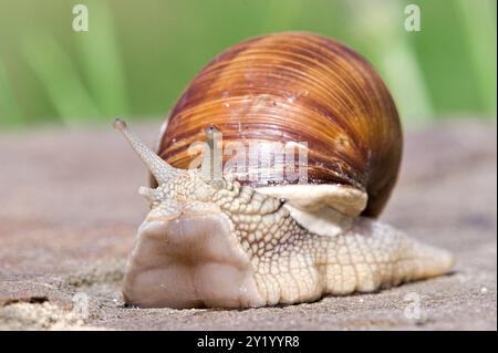 L'elica pomatia, nota anche come lumaca romana, sta strisciando sulla pietra. Foto Stock