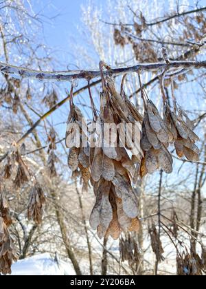 Semi d'acero a forma di aeroplano su un albero ghiacciato in inverno. Foto Stock