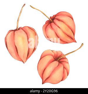 Illustrazione acquerello Physalis. Bacche autunnali disegnate di colore arancione. Giardino botanico Winter Cherry. Clip art per piante di giglio delle Lanterne cinesi Foto Stock