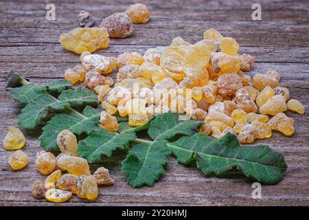 Incenso (Boswellia sacra), Burseraceae. Resina. albero deciduo, pianta di interesse etnico, Foto Stock