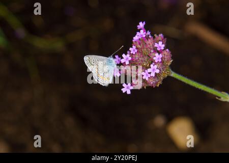 Polyommatus icarus famiglia Lycaenidae genere Polyommatus European Common Blue Butterfly natura selvaggia fotografia di insetti, foto, carta da parati Foto Stock