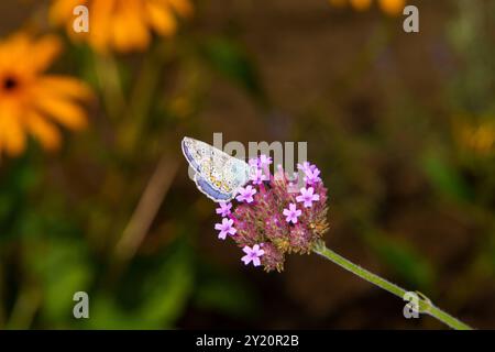 Polyommatus icarus famiglia Lycaenidae genere Polyommatus European Common Blue Butterfly natura selvaggia fotografia di insetti, foto, carta da parati Foto Stock