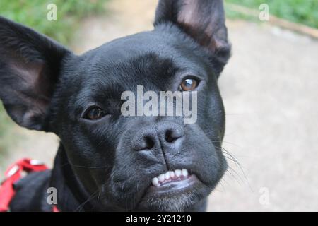 Un cucciolo nero con un underbite e grandi orecchie Foto Stock