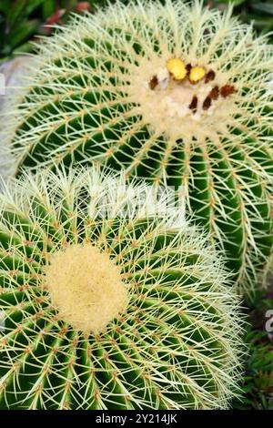 Echinocactus grusonii, svärmors kudde in svedese, presso la serra del giardino d'inverno di Helsinki, Helsinki, Finlandia, agosto 2024 Foto Stock