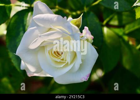 Rosa Alabaster presso il Rose Garden di fronte alla serra del giardino d'inverno, Helsinki, Finlandia Foto Stock