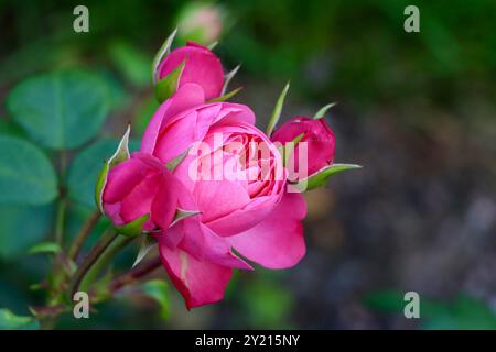 Giardino delle rose di fronte alla serra del giardino d'inverno, Helsinki, Finlandia Foto Stock