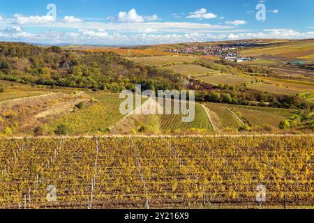 Vigneto, autunno nei vigneti e villaggio di Kobyli, piante di vite di colore giallo, Moravia meridionale, Repubblica Ceca Foto Stock