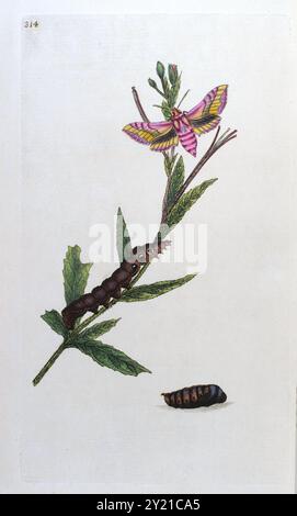 Piccolo elefante Hawk Moth con caterpillar e pupa. Donovan. Piastra 361, circa 1804 Foto Stock