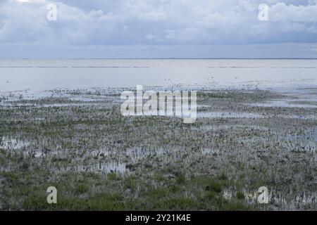 Queller al Mare del Nord, luce serale, Parco Nazionale del Mare di Wadden della bassa Sassonia, Norddeich, Frisia orientale, bassa Sassonia, Germania, Europa Foto Stock