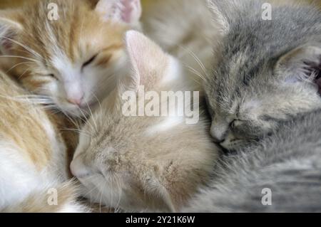 Gatti domestici di due mesi (Felis silvestris F. catus), gattini Foto Stock