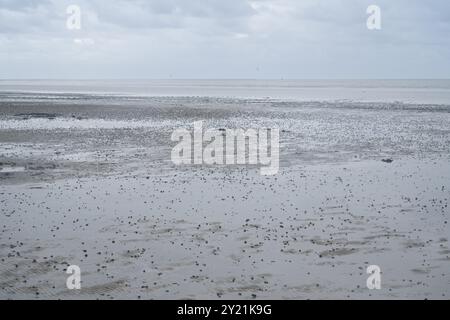 Mucchio di lugworm, Mare del Nord con bassa marea, bassa Sassonia, Parco Nazionale del Mare di Wadden, Norddeich, Frisia orientale, bassa Sassonia, Germania, Europa Foto Stock