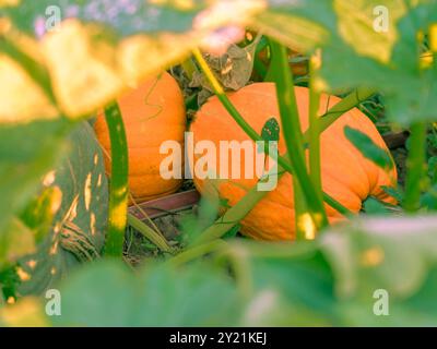 Le zucche di Halloween che crescono nel giardino sono arancioni e verdi in autunno. Guarda attraverso le foglie dove ne crescono ancora tre nella toppa di zucca. Foto Stock