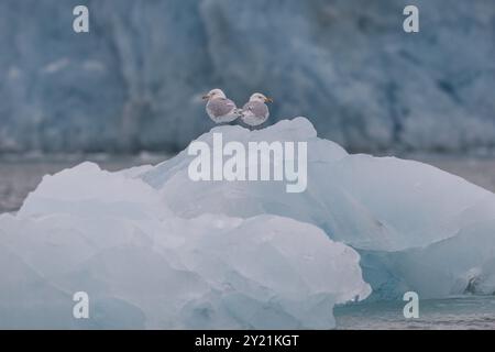 Gabbiani Glaucous (Larus hyperboreus) su un iceberg, sul bordo dello sfondo di Monacobreen, Liefdefjord, area Woodfjord, isola Spitsbergen, Svalbard e. Foto Stock