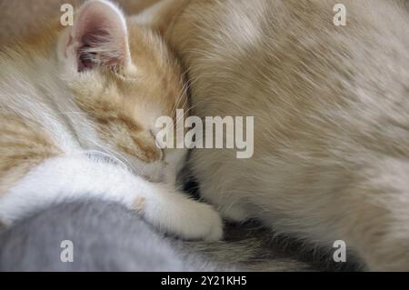 Gatto domestico di due mesi (Felis silvestris F. catus), gattino Foto Stock