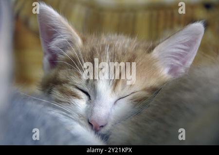 Gatto domestico di due mesi (Felis silvestris F. catus), gattino Foto Stock