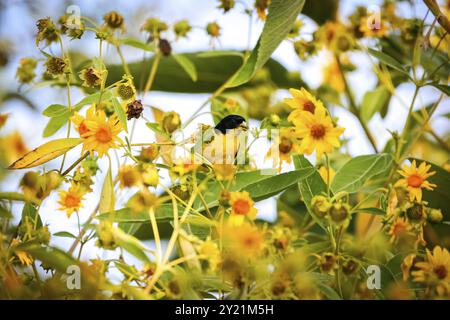Primo piano di un carino piccolo goldfinch incastonato tra fiori gialli su sfondo naturale, Colombia, Sud America Foto Stock