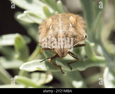 Foto macro di Bug dello scudo tartaruga nell'impianto Foto Stock