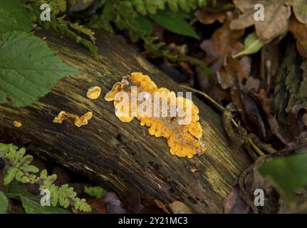 Fungo d'arancia su albero morto in boschi latifoglie Foto Stock