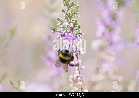 Grande bumblebee di terra, foraggio sull'erica comune (Calluna vulgaris), riserva naturale di Doeberitzer Heide, Brandeburgo, Germania, Europa Foto Stock