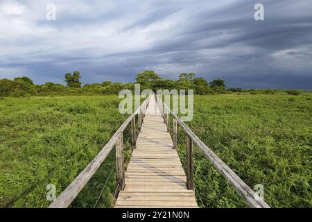 Passerella in legno sopra l'area paludosa che conduce all'orizzonte, Pantanal Wetlands, Mato grosso, Brasile, Sud America Foto Stock