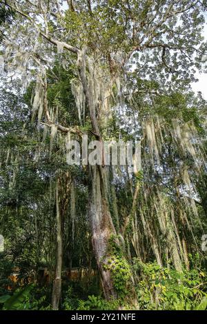 Imponenti corone di alberi con muschio spagnolo, Barichara, Colombia, Sud America Foto Stock