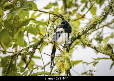 Magpie Tanager arroccato su un ramo d'albero ricoperto di licheni, davanti alla macchina fotografica, foglie verdi nella panchina, Serra da Mantiqueira, Atlantic Forest, Itatiaia, BR Foto Stock