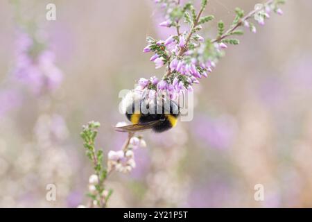 Grande bumblebee di terra, foraggio sull'erica comune (Calluna vulgaris), riserva naturale di Doeberitzer Heide, Brandeburgo, Germania, Europa Foto Stock